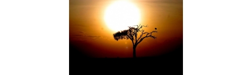 Couleur savane Couleur savane