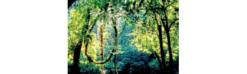 Couleur jungle Couleur jungle